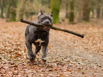 Cane Corso