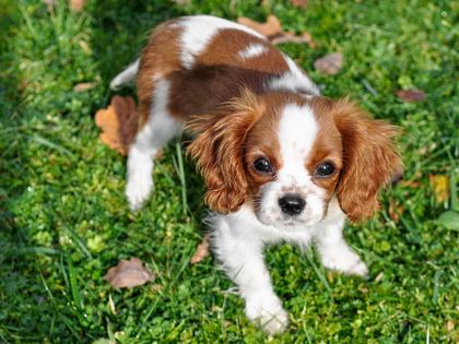 Cavalier King Charles Spaniel
