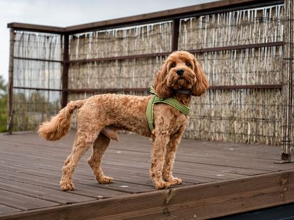 Cavapoo