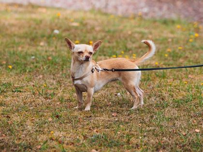 Chihuahua