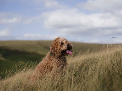 Cockapoo
