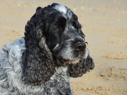 Cocker Spaniel
