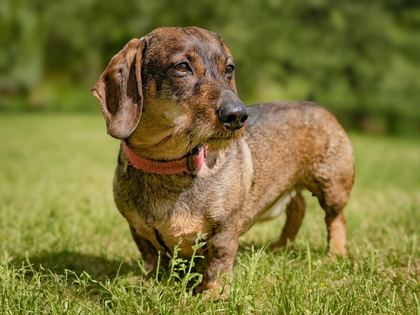 Dachshund