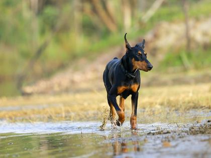 Doberman Pinscher