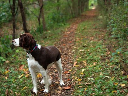 English Springer Spaniel