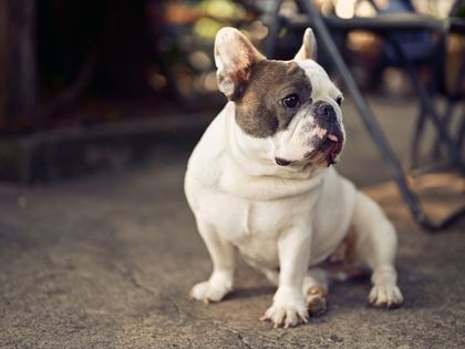French Bulldog