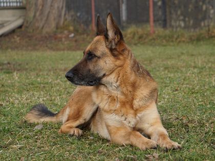 German Shepherd