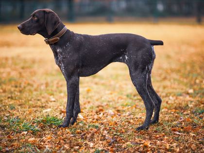 German Shorthaired Pointer