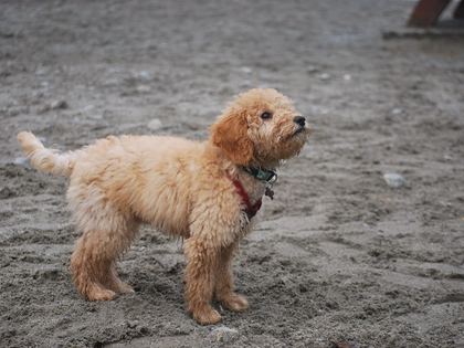 Goldendoodle