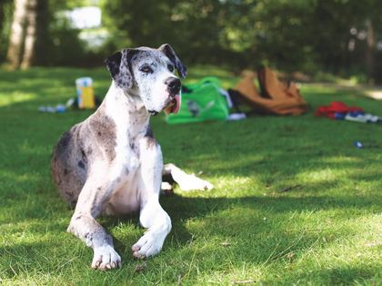 Great Dane
