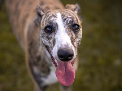 Greyhound