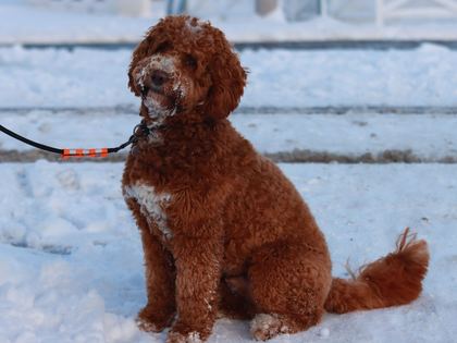 Labradoodle