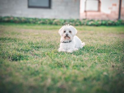 Maltese