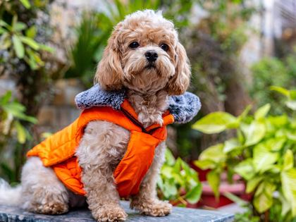 Maltipoo