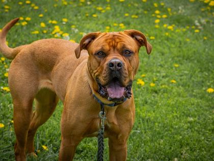 Mastiff