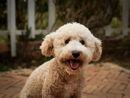 Miniature & Toy Poodle