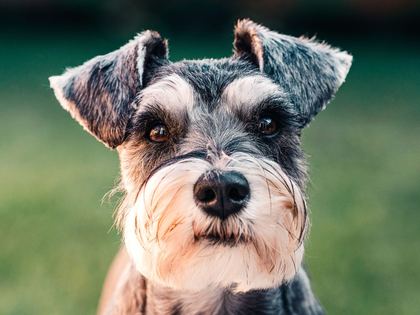 Miniature Schnauzer