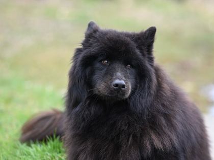 Newfoundland