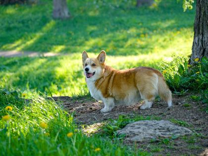 Pembroke Welsh Corgi
