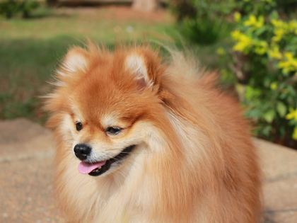 Pomeranian