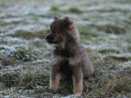 Pomsky