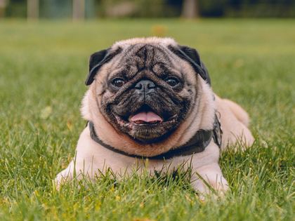Pug