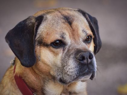 Puggle