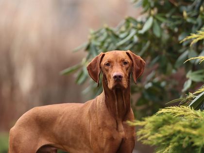 Rhodesian Ridgeback