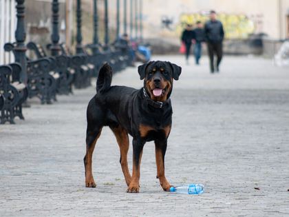 Rottweiler
