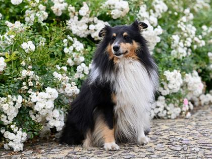 Collie (Rough)