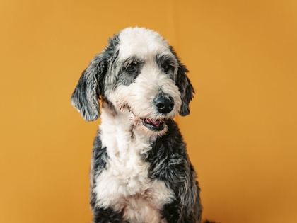 Sheepadoodle