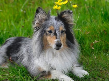 Shetland Sheepdog