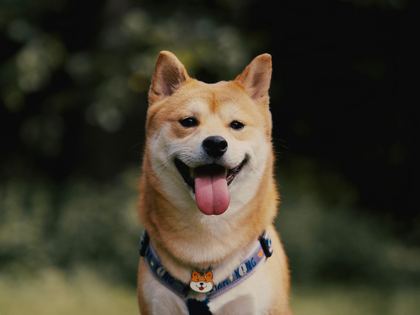 Shiba Inu