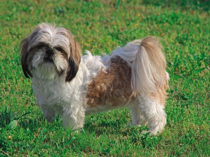 Shih Tzu