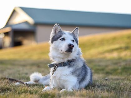 Siberian Husky