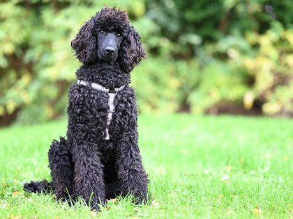 Standard Poodle