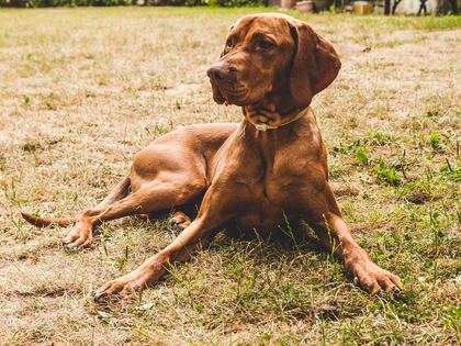Vizsla