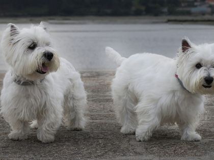 West Highland White Terrier