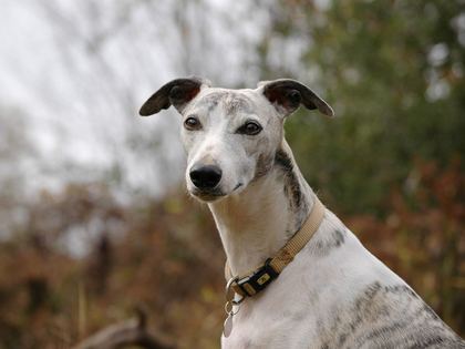 Whippet