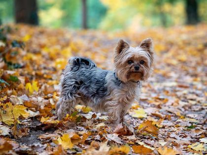 Yorkshire Terrier