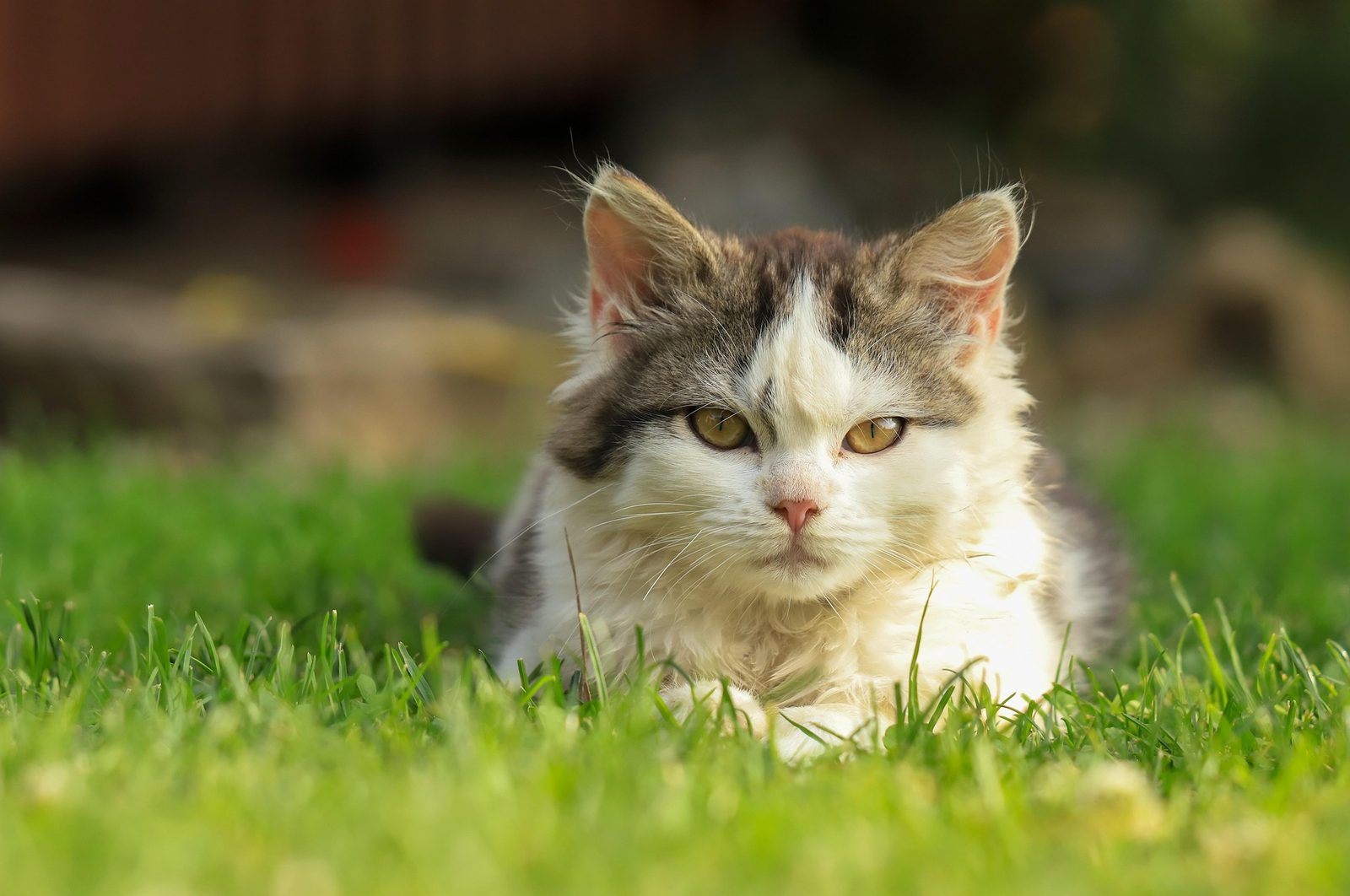 A real Cat