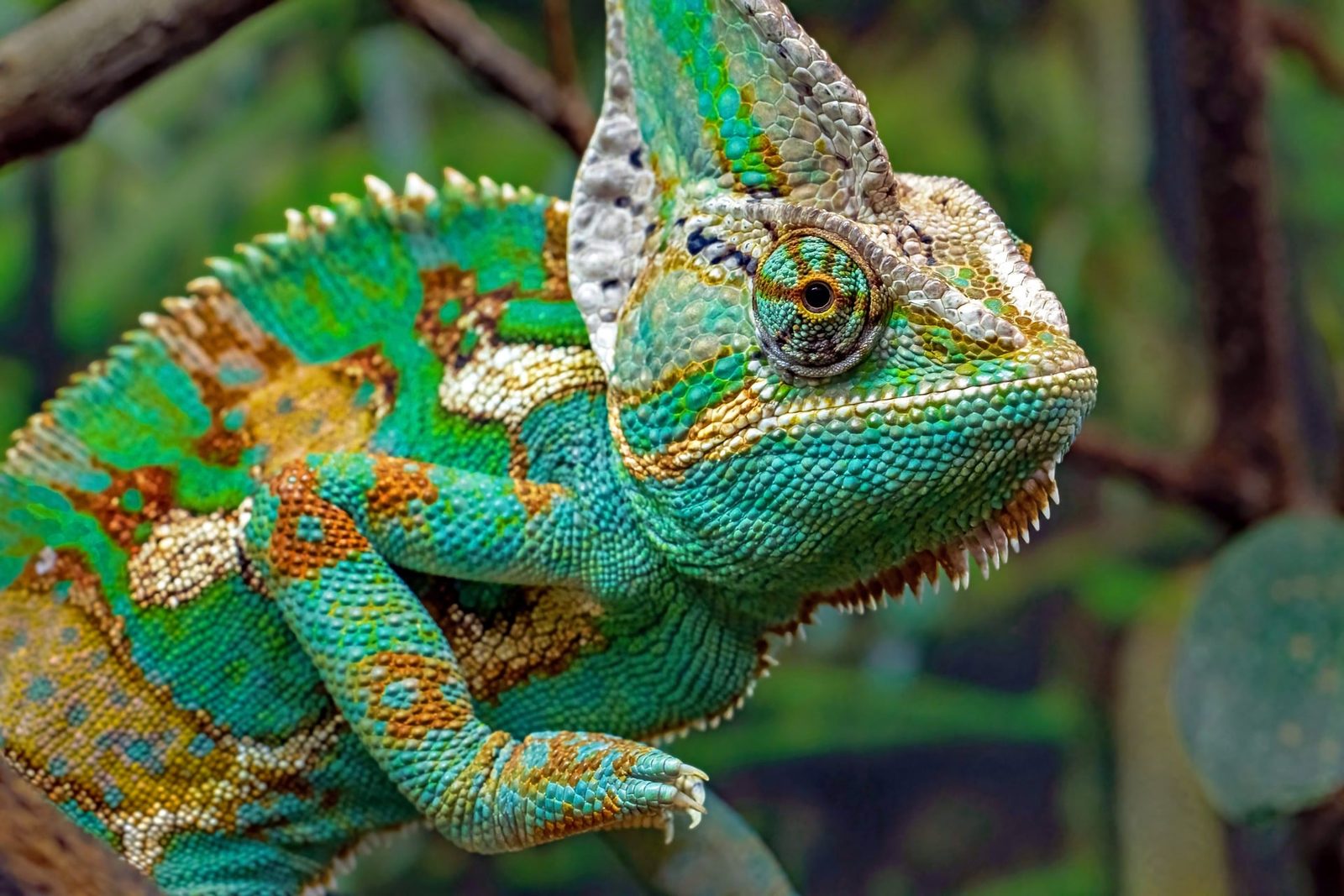 A real Chameleon