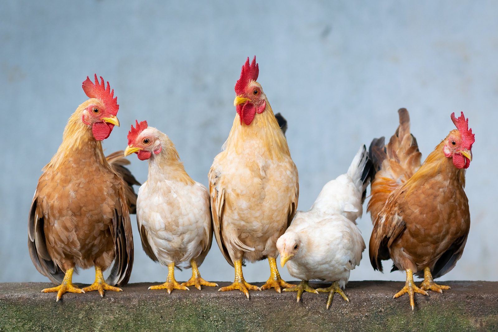 A real Chicken