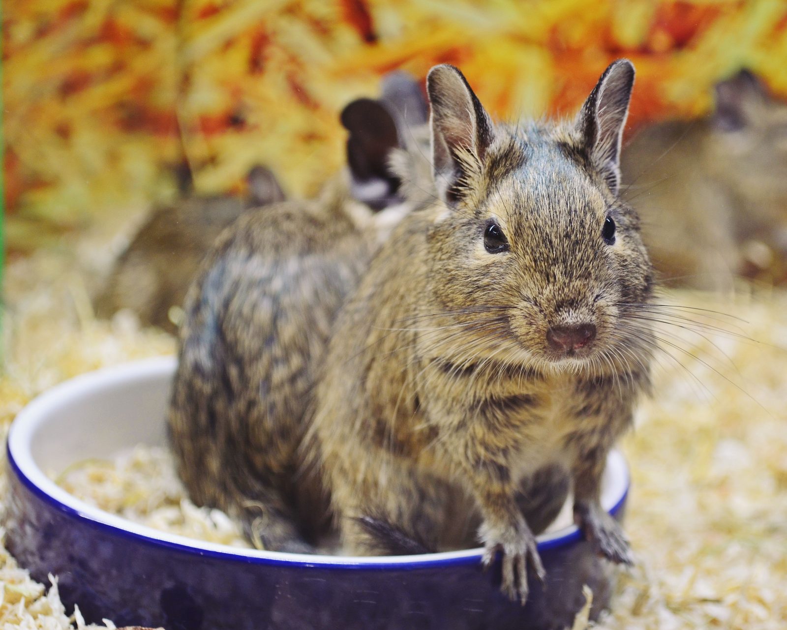A real Degu