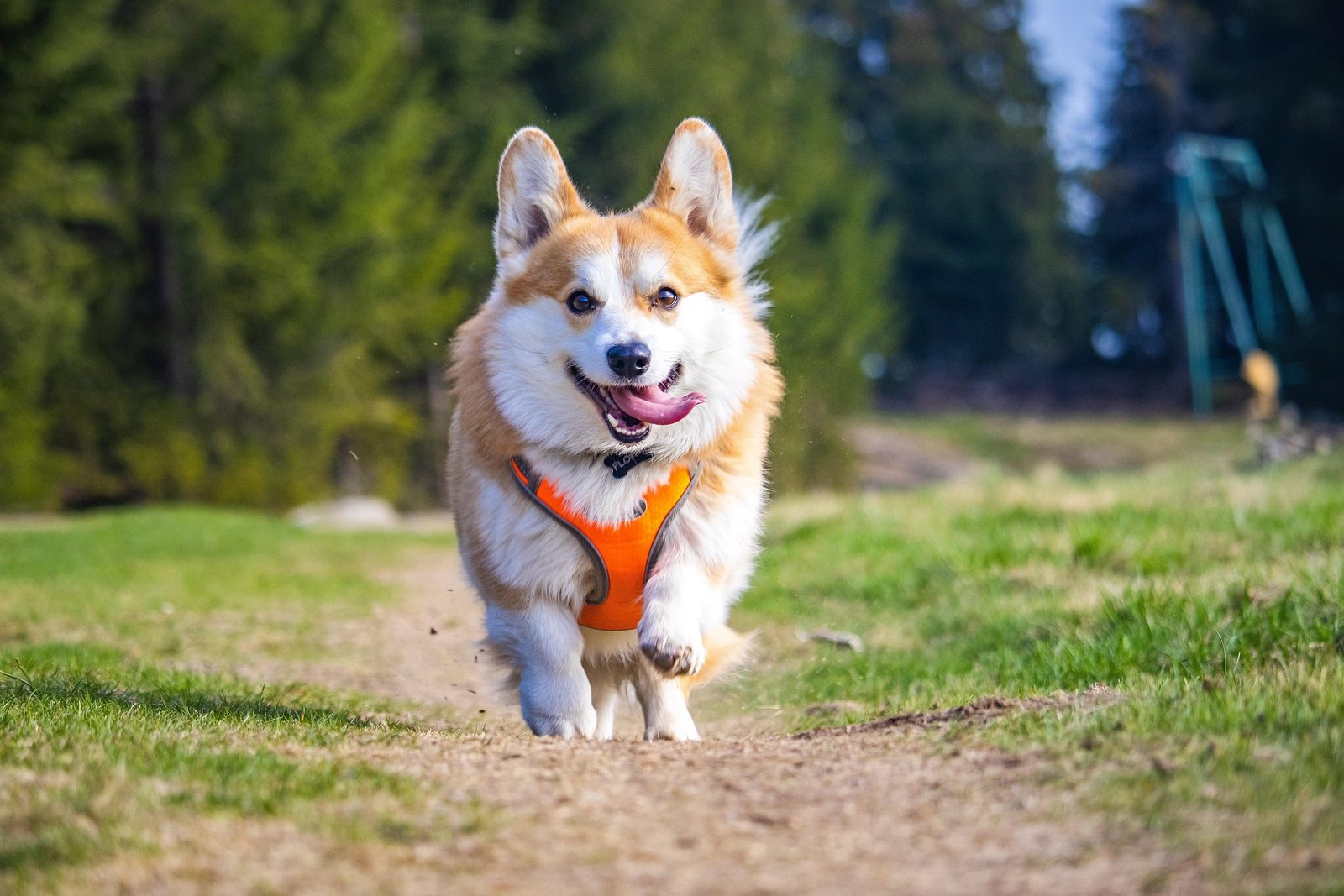 A real Dog