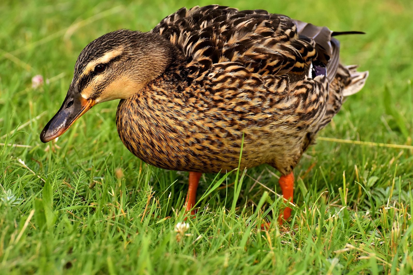 A real Duck