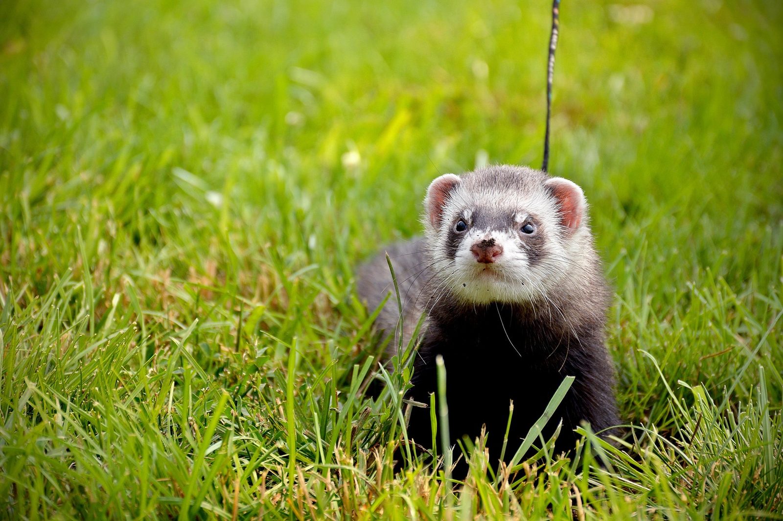 A real Ferret