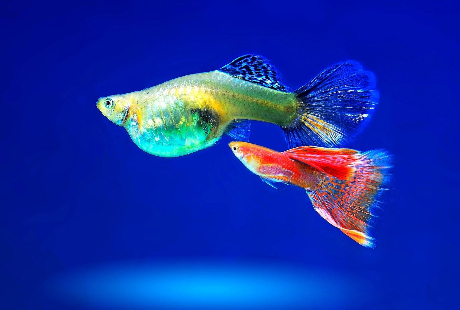 A real Fish