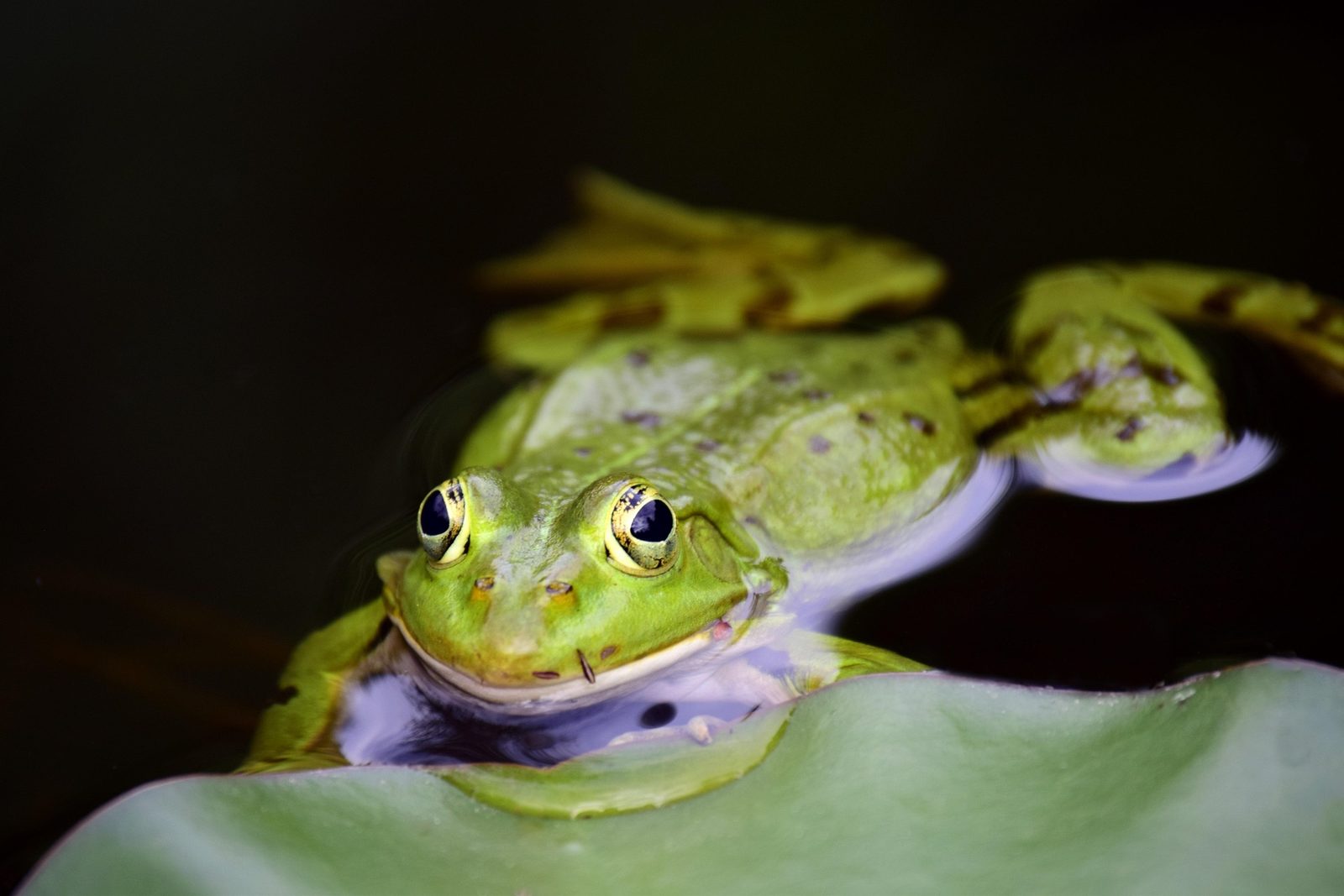 A real Aquatic Frog