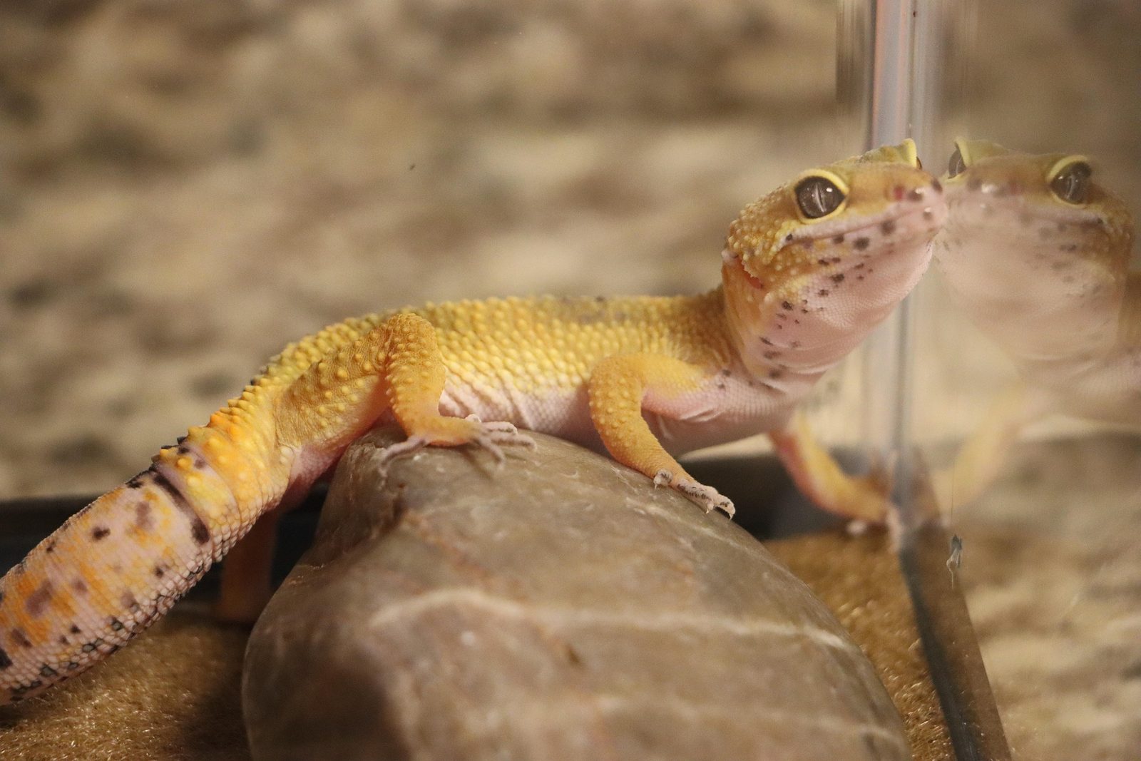 A real Gecko